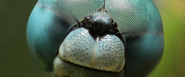 صور مدهشة لحشرات تبدو كمخلوقات فضائية